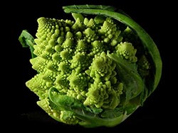 Romanesco Broccoli Romanesco Broccoli