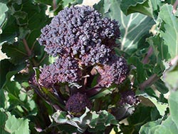 Purple Sprouting Broccoli
